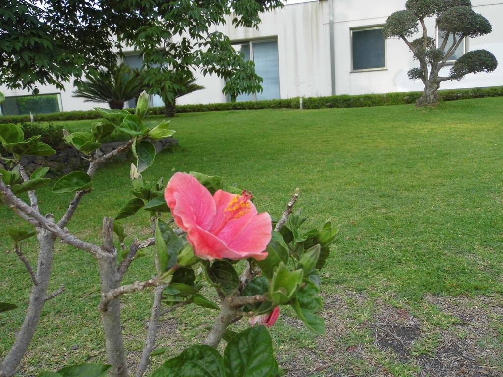 Fiore Dell'Etna Apartment Santa Venerina Bagian luar foto